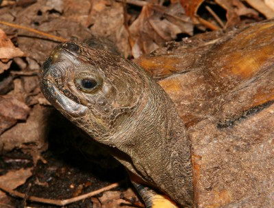 Arakan Forest Turtle (Heosemys depressa)