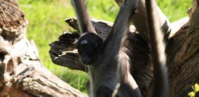 cute endangered animals | brown spider monkey