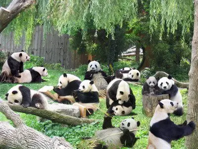 cute endangered animals | giant panda
