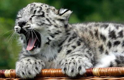 cute endangered animals | snow leopard