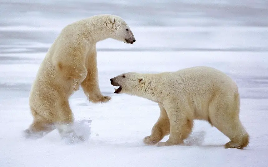 do polar bears hibernate - Two Polar Bears Play-fight in Churchill, Canada