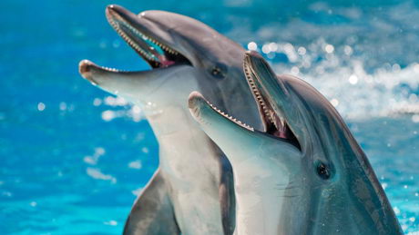 dolphins teeth - facts about dolphins for kids