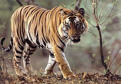 endangered animals facts | bengal tiger