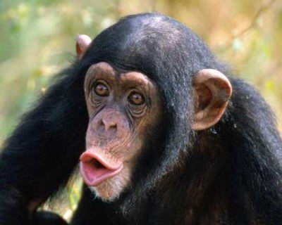 endangered animals facts | common chimpanzee