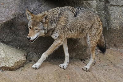 endangered animals facts | red wolf