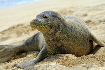 endangered animals facts | hawaiian monk seal