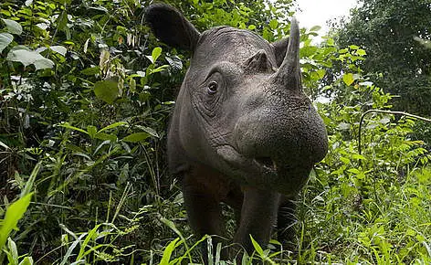 Sumatran Rhinoceros critically endangered animals in india