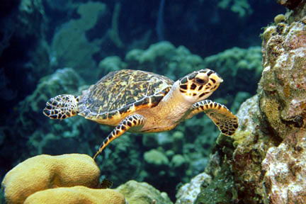 Hawksbill Sea Turtle critically endangered animals in india
