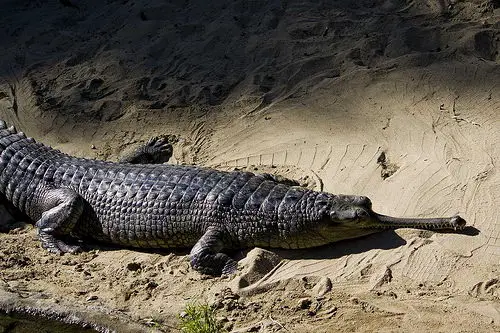 Gharial Crocodile critically endangered animals in india
