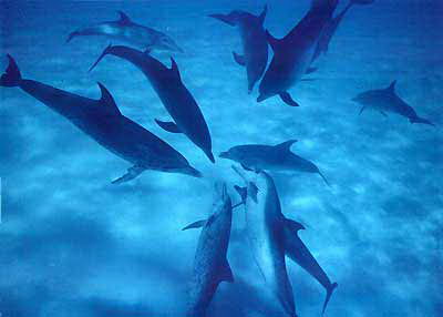 group of dolphins - facts about dolphins for kids