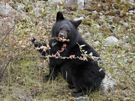 What do bears eat?