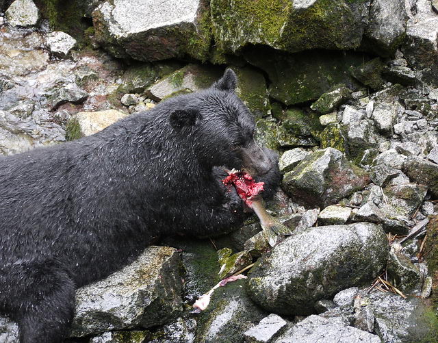 Black Bears Eat