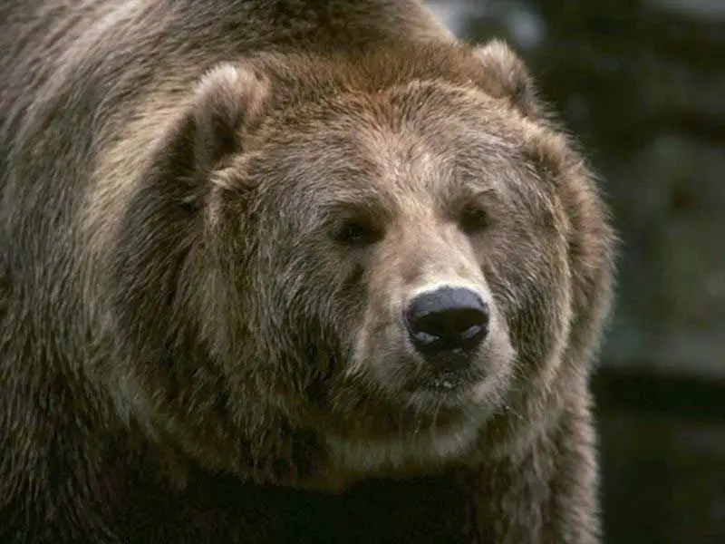 where do brown bears live | brown bears