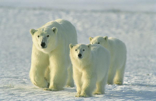 polar-bear-q-a-of-the-day-where-do-polar-bears-live-explore