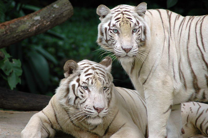 What biome does the white tiger live in?