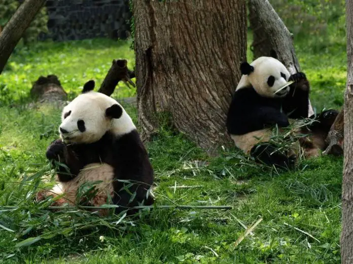 Why Are Pandas Endangered | Top Four Reasons