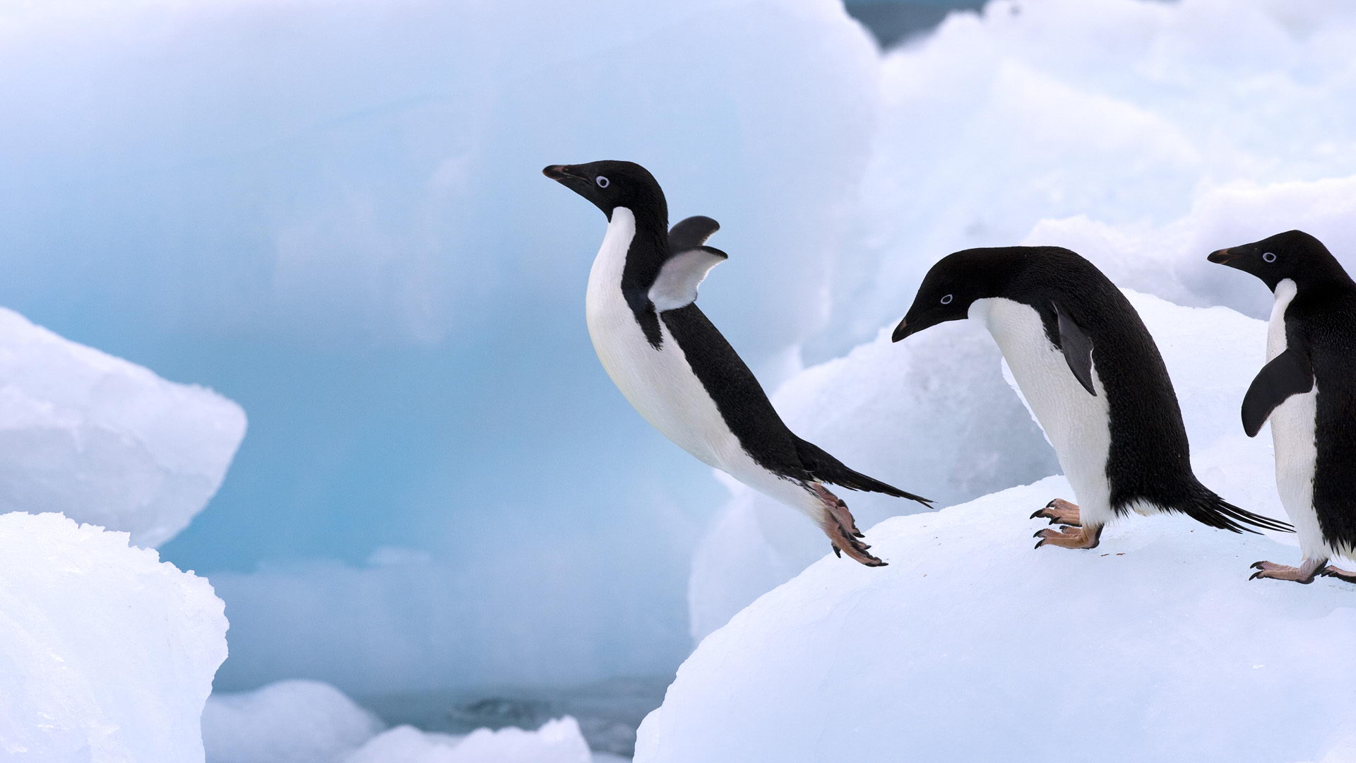 Adelie Penguin Pics