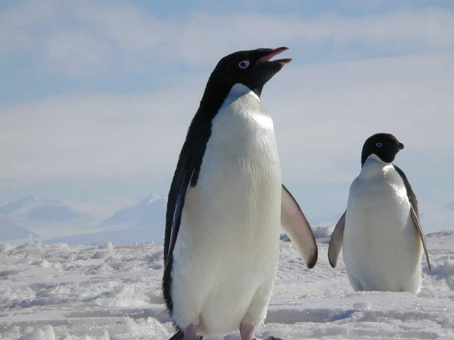 King Penguin Diet And Habitat