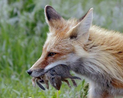 Do Foxes Eat Cats Facts About Fox s Diet