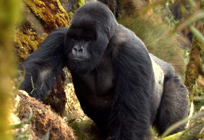 endangered animals list for kids | mountain gorilla