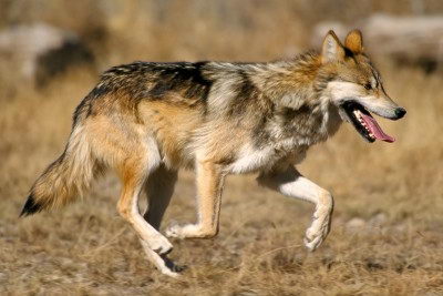 Endangered Species For Kids - Mexican Wolf(Canis lupus baileyi)