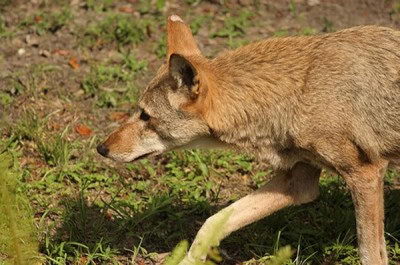 Endangered Species For Kids Red Wolf (Canis lupus rufus)