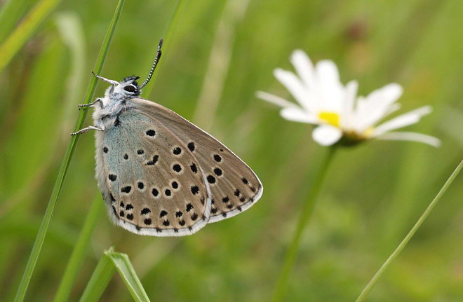 how-long-do-butterflies-live-in-captivity-and-after-they-hatch