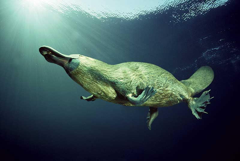 Platypuses For Sale