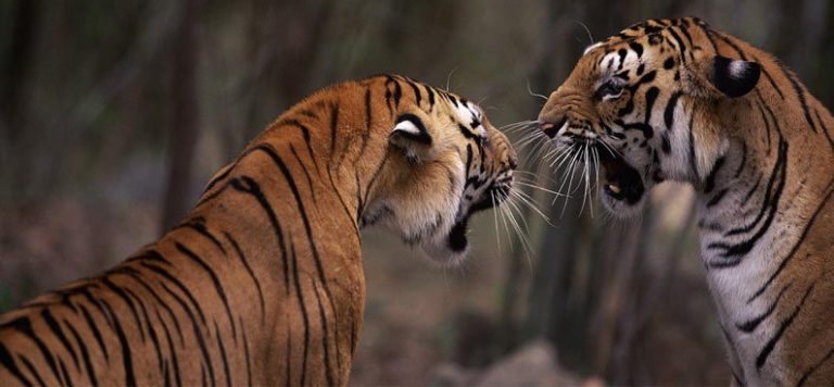 What Do Bengal Tigers Eat in the Tropical Rainforest
