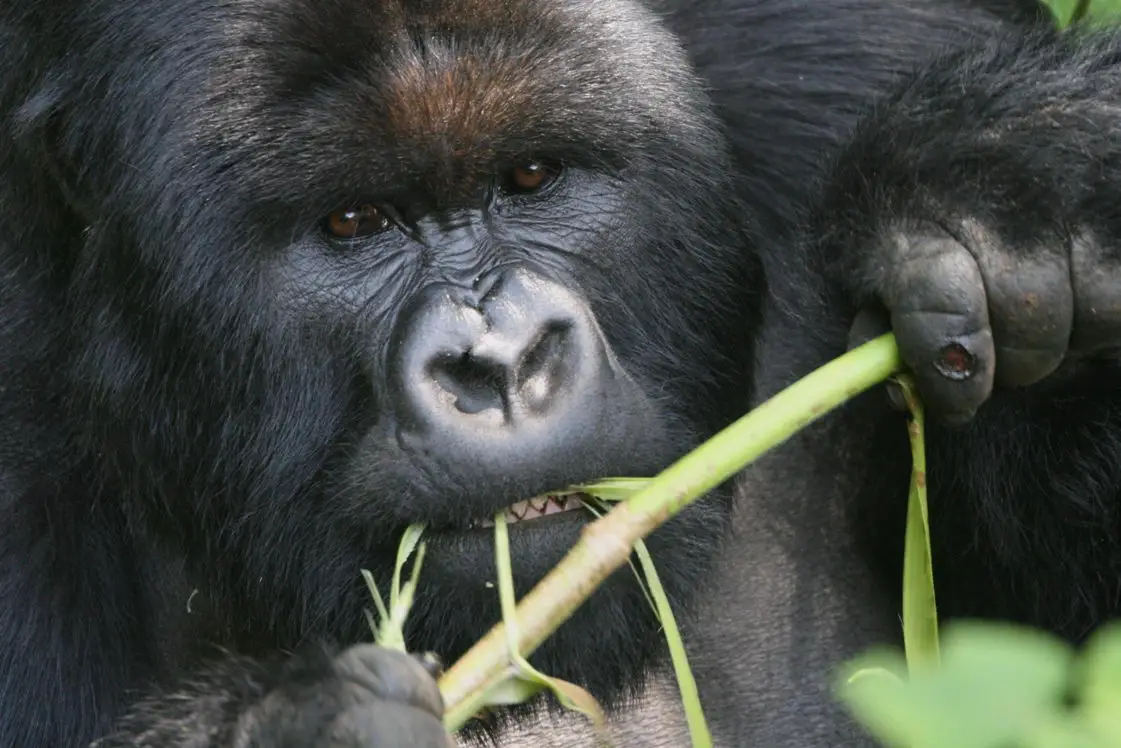 A Gorilla Eating