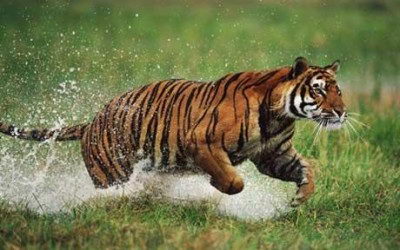 where-do-bengal-tigers-live-e1359446417482.jpg