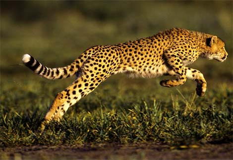 where do cheetahs live in africa | cheetahs habitat