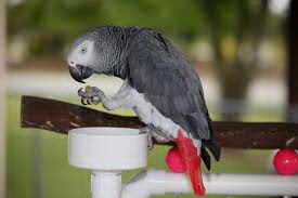 african grey parrot facts