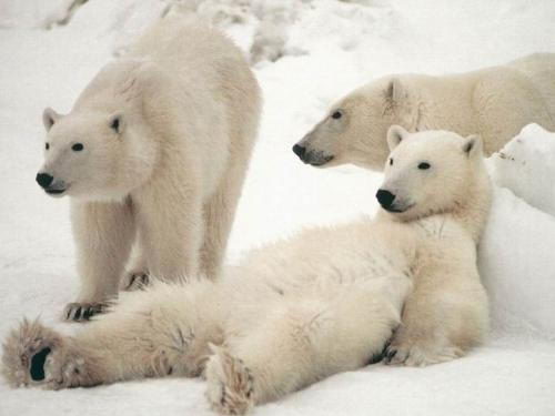 information about polar bears for kids | polar bears