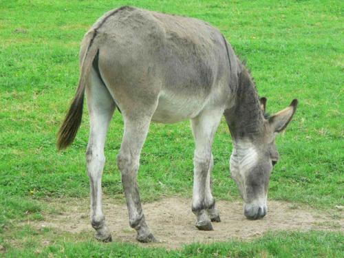 Donkey - Alternative to Guard dog