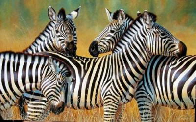 zebra facts for kids | zebra 