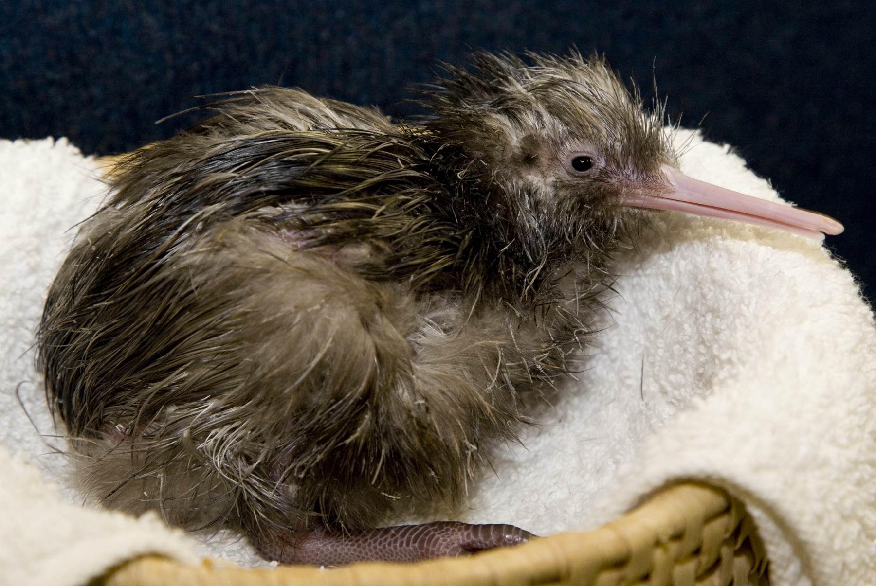 kiwi bird predator prey relationships