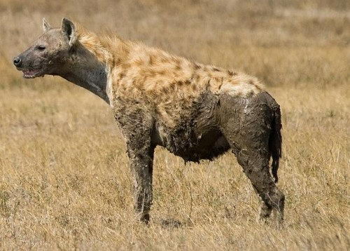 Spotted Hyena Facts For Kids