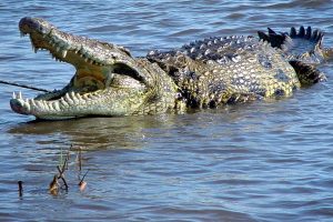 where do crocodiles live