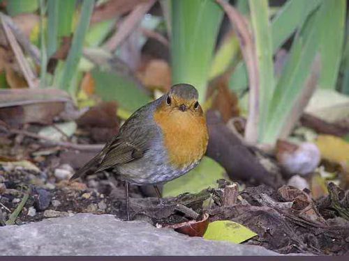 Bird Facts For Kids - Characteristics Of A Bird