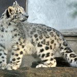 Facts about Snow Leopard Snow leopard in zoo1 150x150 Snow Leopards Facts | Top 14 Amazing facts