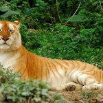 facts about bengal tiger2 150x150 Tiger Facts For Kids   Interesting Facts About Tigers
