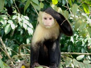 facts about monkeys for kids