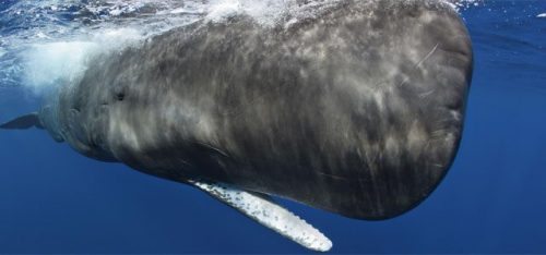 sperm whale facts