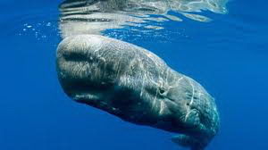sperm whale facts