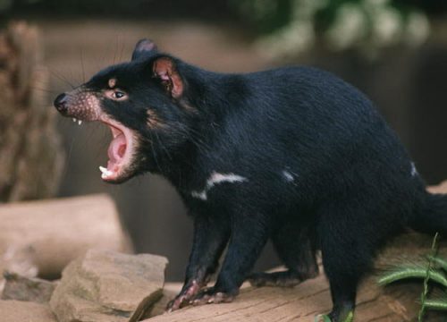 tasmanian devil facts