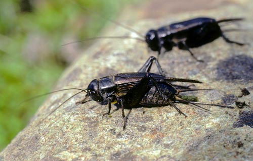 What Do Crickets Eat In The Wild Crickets Diet