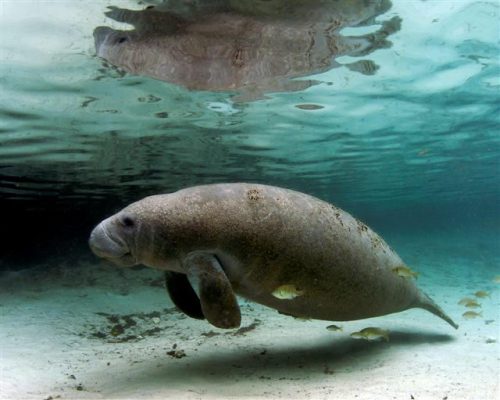 manatee facts for kids