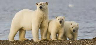 are there polar bears in alaska