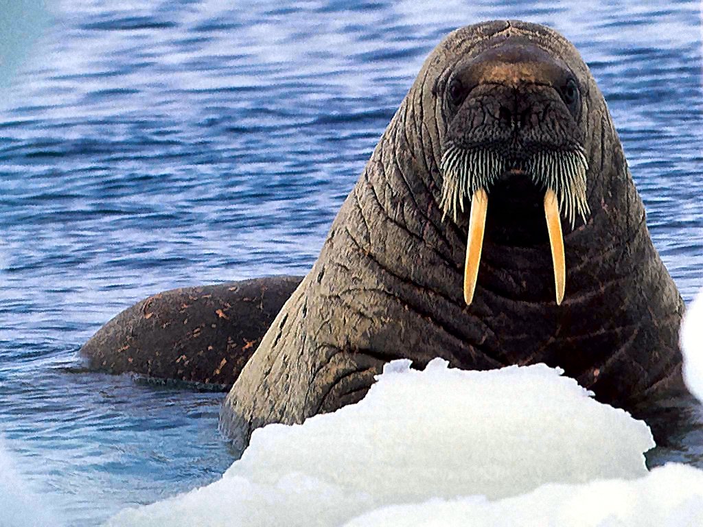 walrus stuff